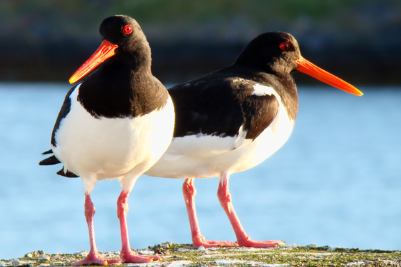Billetterie en ligne, Tour Premium Oiseaux, Compagnie Sur Mer Bréhat