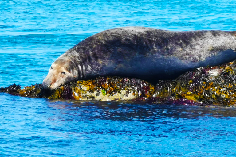 Prestation Tour de l'Île Premium à Thèmes, Compagnie Sur Mer Bréhat