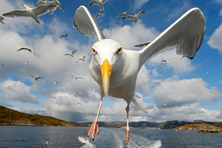 Prestation Tour de l'Île Premium à Thèmes, Compagnie Sur Mer Bréhat